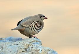 印度石雞 印度石雞