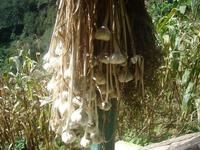 史然自然村－白皮大蒜