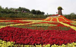鳳凰花海[重慶市沙坪壩區鳳凰鎮]
