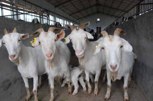 長江三角洲白山羊 長江三角洲白山羊