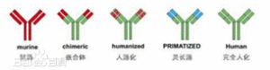 全人源單克隆抗體 全人源單克隆抗體