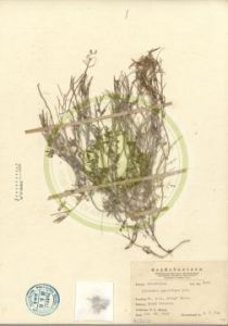 阿玉碎米薺 阿玉碎米薺