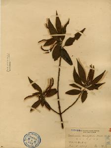 密花苧麻 密花苧麻