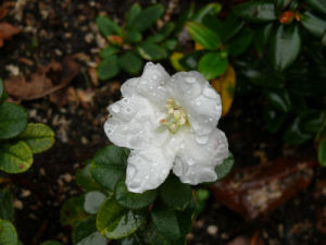 飾石杜鵑 飾石杜鵑