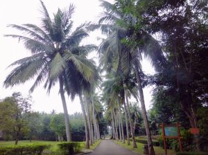 椰子大觀園 椰子大觀園