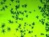 珊瑚色諾卡氏菌