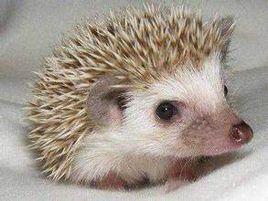 非洲刺蝟 非洲刺蝟