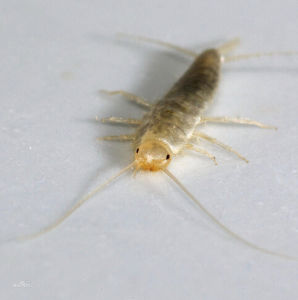 無翅亞綱 無翅亞綱