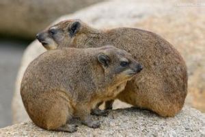 泰坦蹄兔 泰坦蹄兔