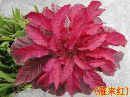 雁來紅[江柞的詩《雁來紅》]