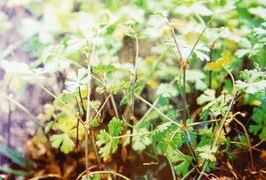 江西金錢草 江西金錢草