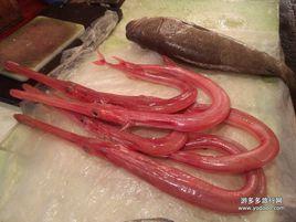 馬鞭魚 馬鞭魚