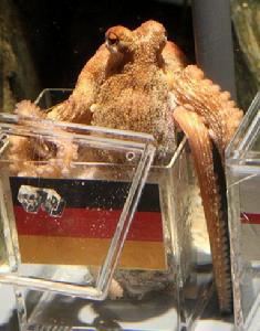 章魚保羅 章魚保羅