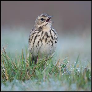 林鷚天山亞種 林鷚天山亞種