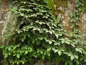 西疇崖爬藤（原變種）