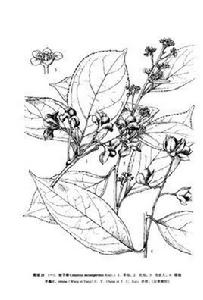 綠獨子藤 綠獨子藤