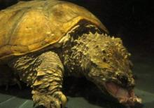 中美擬鱷龜