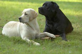 班道戈犬 班道戈犬