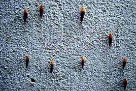 煙管螺科 煙管螺科