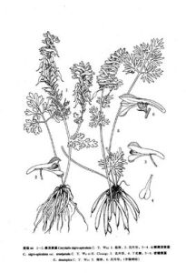 黑頂黃堇 黑頂黃堇