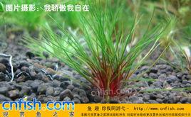 吐血古精 吐血古精