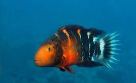 四斑劍唇魚 四斑劍唇魚