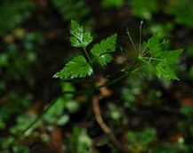 鷓鴣山囊瓣芹 鷓鴣山囊瓣芹