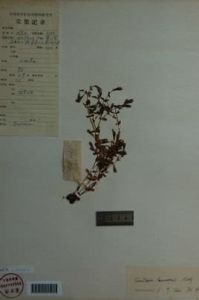 緬甸龍膽 緬甸龍膽