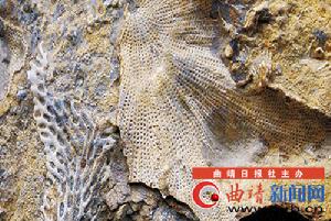 笛苔蘚蟲 笛苔蘚蟲