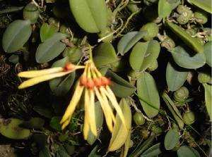 蓮花捲瓣蘭 蓮花捲瓣蘭