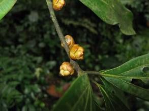 大葉木姜子 大葉木姜子