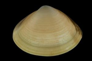 呂宋馬珂蛤 呂宋馬珂蛤