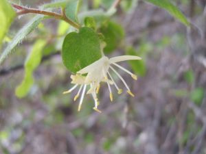 剛毛忍冬 剛毛忍冬