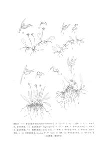 齒瓣石豆蘭 齒瓣石豆蘭