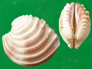 頭巾雪蛤 頭巾雪蛤