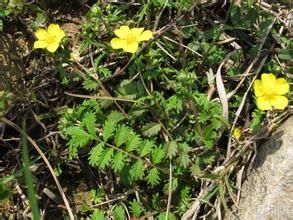 下江委陵菜 下江委陵菜