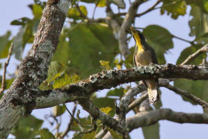 黃喉金鵑 黃喉金鵑