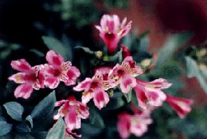 秘魯百合 秘魯百合