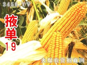 掖單19號 掖單19號