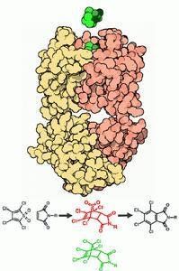 抗體產生的一般規律 抗體產生的一般規律