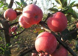 斗南蘋果 斗南蘋果