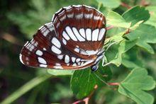 單環蛺蝶(翅背面觀)