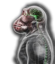 猩猩流感進化圖解