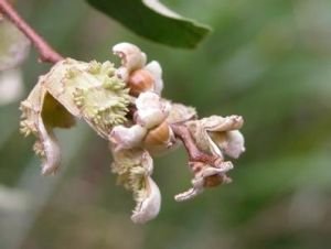 米櫧(原變種) 米櫧(原變種)