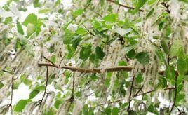 楊絮[楊樹種子]