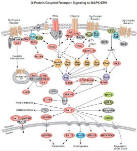 激活蛋白 激活蛋白