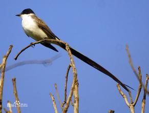 擬鶯多拉霸鶲 擬鶯多拉霸鶲
