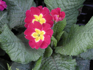 粗壯珍珠菜 粗壯珍珠菜