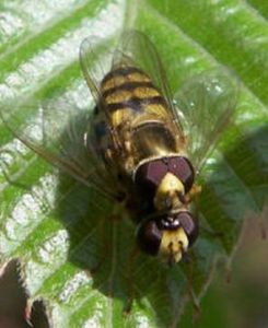 背葉華草花蠅 背葉華草花蠅
