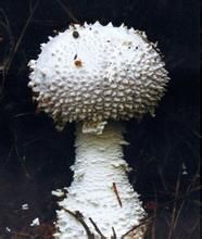 錐鱗白鵝膏菌 錐鱗白鵝膏菌